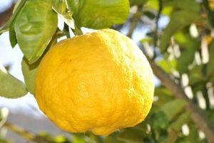 Tinh dầu chanh là một trong những tinh dầu hiệu quả nhất cho cellulite! 