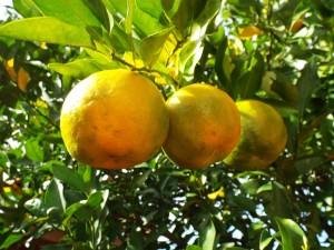 Tinh dầu cam bergamot được lấy từ quả cam bergamot. Tinh dầu này cực kỳ tốt để làm mờ sẹo mụn, trẻ hóa làn da xỉn màu & chữa lành vết chàm