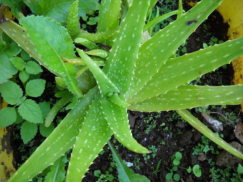 800px-Aloe_Vera_ (4700054020)