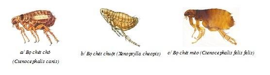 cach-diet-bo-chet