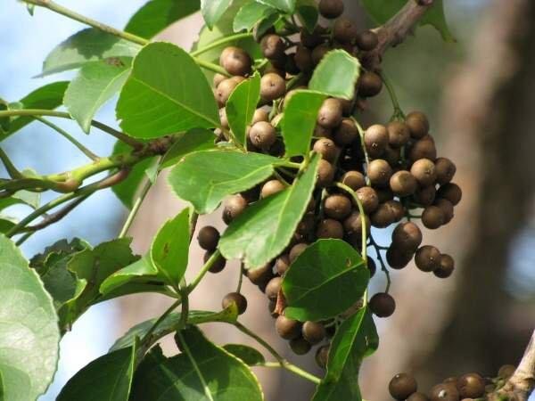 tac-dung-chua-benh-cua-cay-com-nguoi