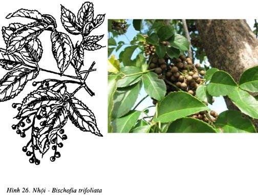 tac-dung-chua-benh-cua-cay-com-nguoi