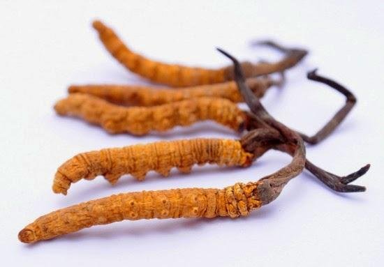 dong-trung-ha-thao-la-gi-co-tac-dung-gi