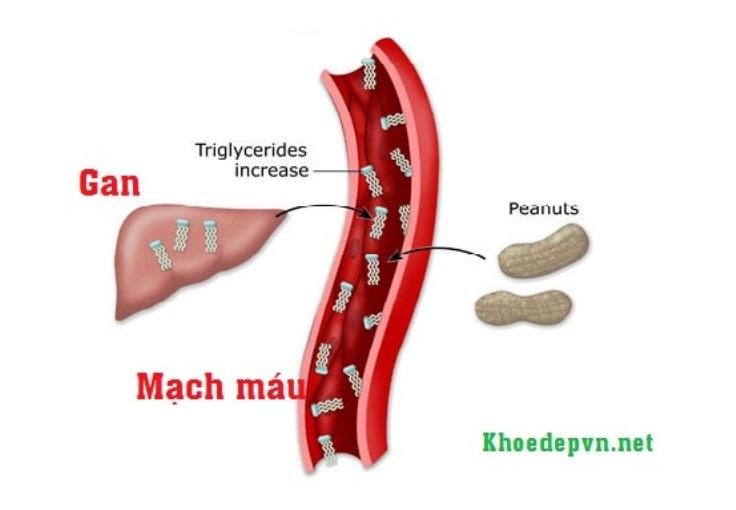 chi-so-triglyceride-trong-mau